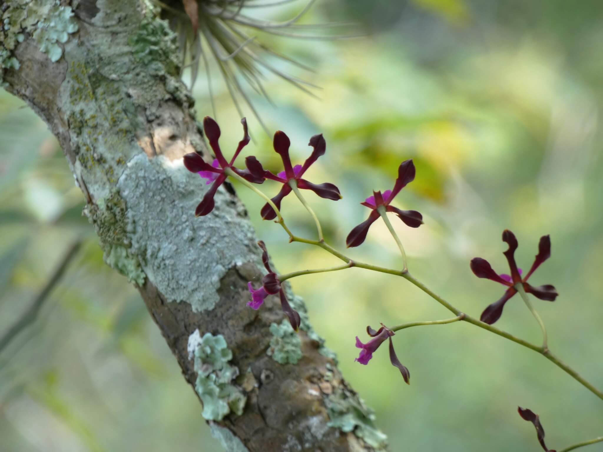 Encyclia atrorubens